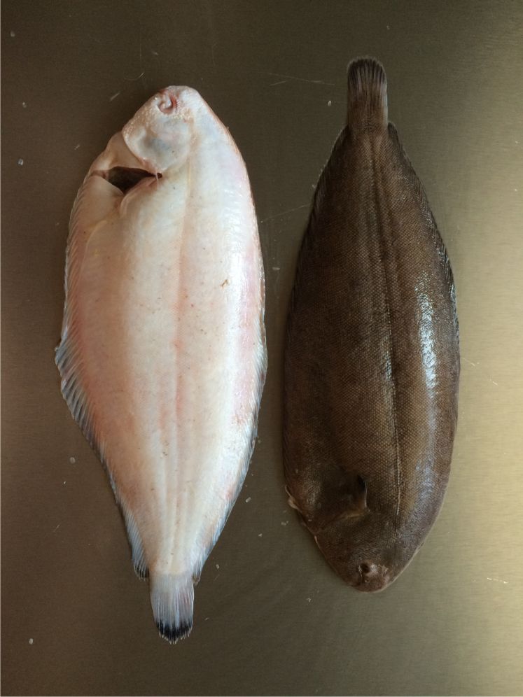 Seezunge Müllerin mit Jacobsmuscheln und Kartoffeln