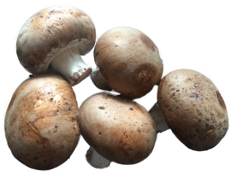 braune Champignons